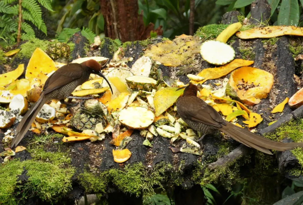 File:Brown Sicklebill . Epimachus meyeri, females (48885368123).jpg