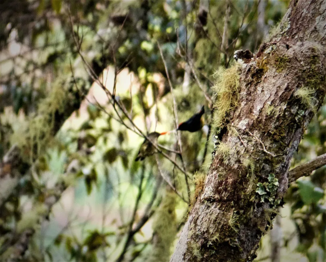 File:Red-capped Flowerpecker. Dicaeum geelvinkianum (48885369163).jpg