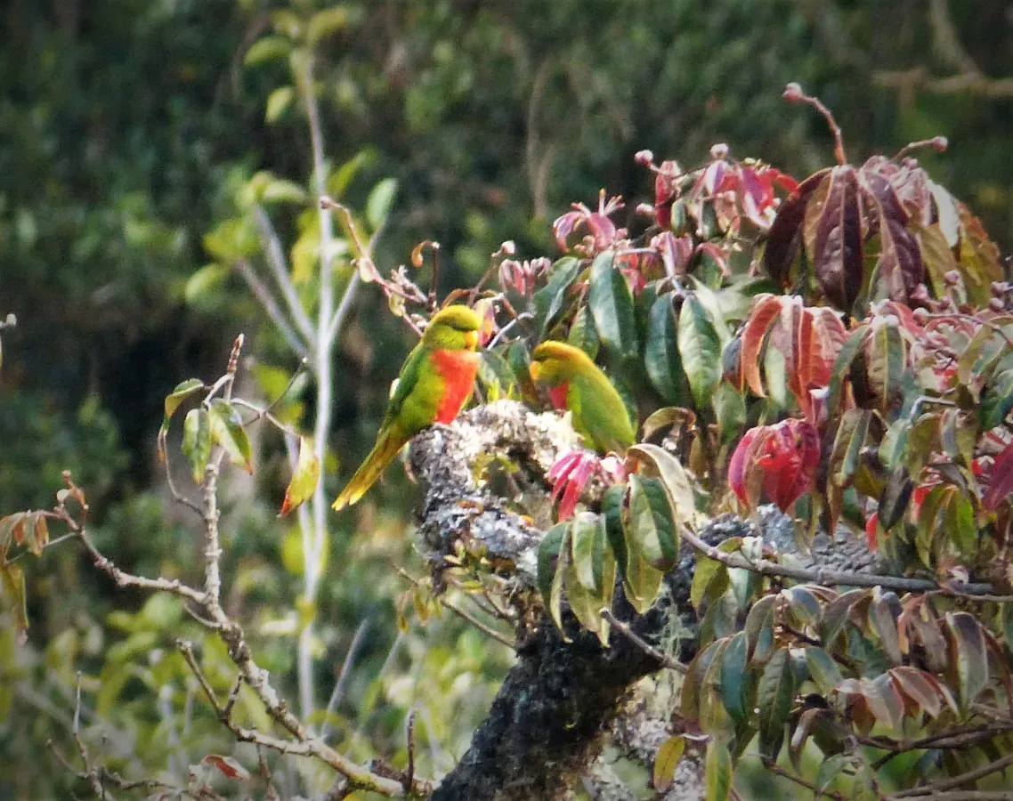 File:Yellow-billed Lorikeet. Neopsittacus musschenbroekii (48869609496).jpg
