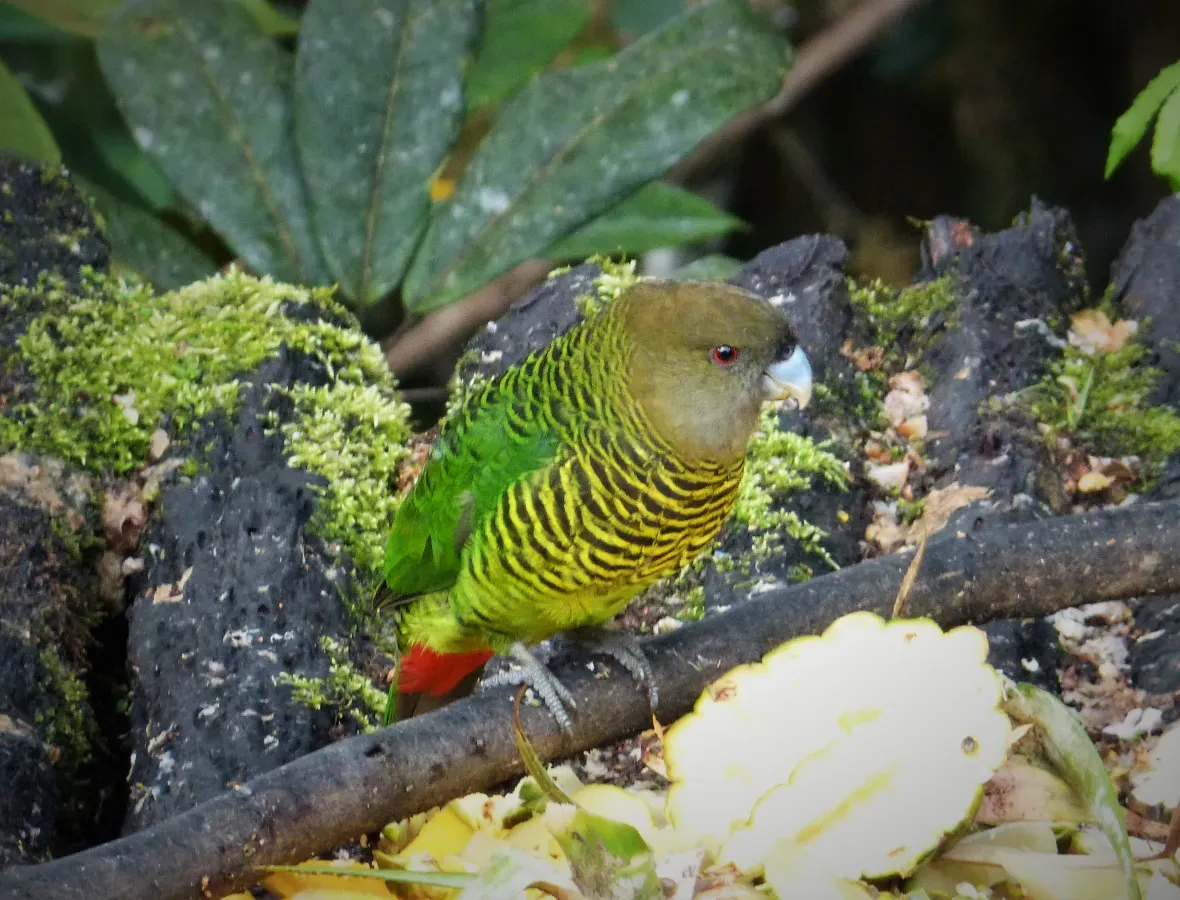 File:Brehm's Tiger Parrot Psittacella brehmii, female, Enga Province, Western Highlands, PNG (48869822632).jpg