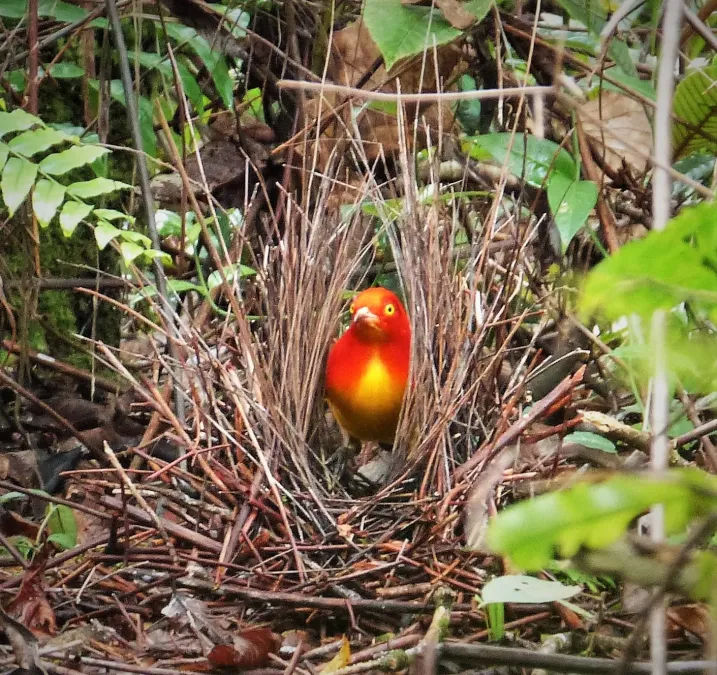 File:Flame Bower Bird (Sericulus ardens) (48842332516).jpg