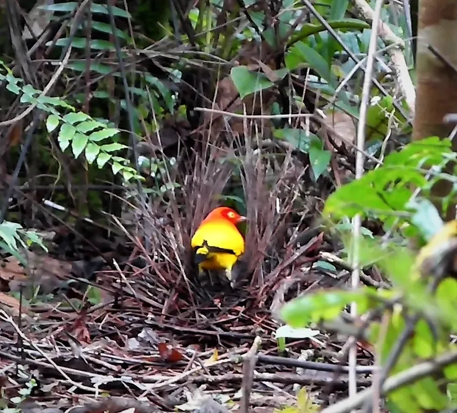 File:Flame Bower Bird (Sericulus ardens) (48842510722).jpg