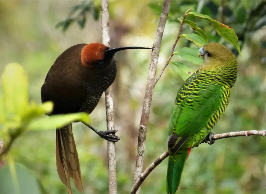 File:Brown Sicklebill (Epimachus meyeri)with Brehm's Tiger Parrot, female(Psittacella brehmii) (48826742096).jpg