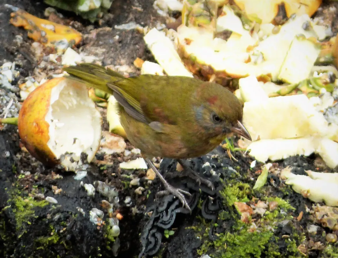 File:Rufous-naped Bellbird. Aleadryas rufinucha (48826901777).jpg