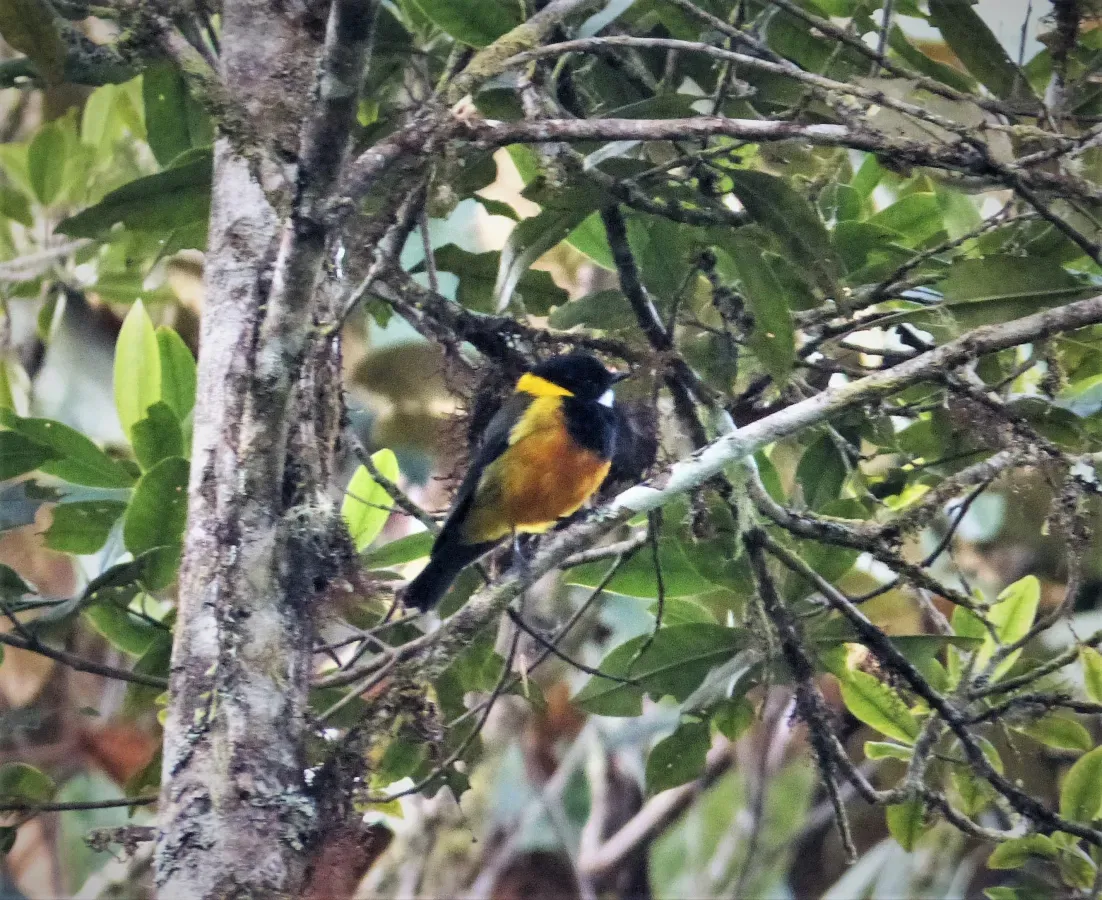 File:Regent Whistler. Pachycephala schlegelii (48814724783).jpg