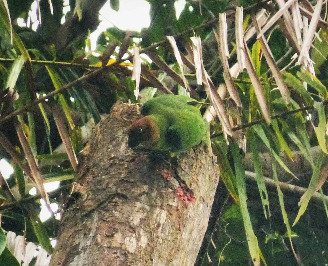 File:Red-cheeked Parrot. Geoffroyus geoffroyi female (48815083186).jpg