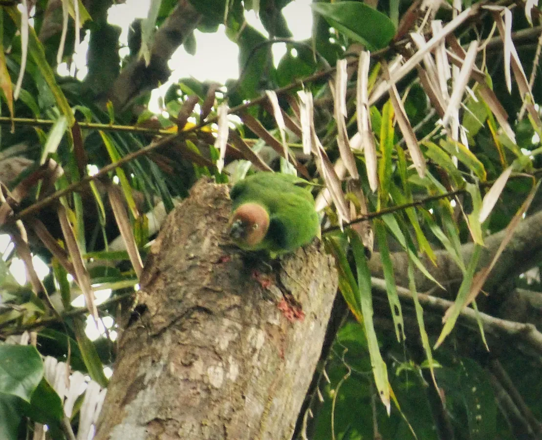 File:Red-cheeked Parrot. Geoffroyus geoffroyi female (48815233262).jpg
