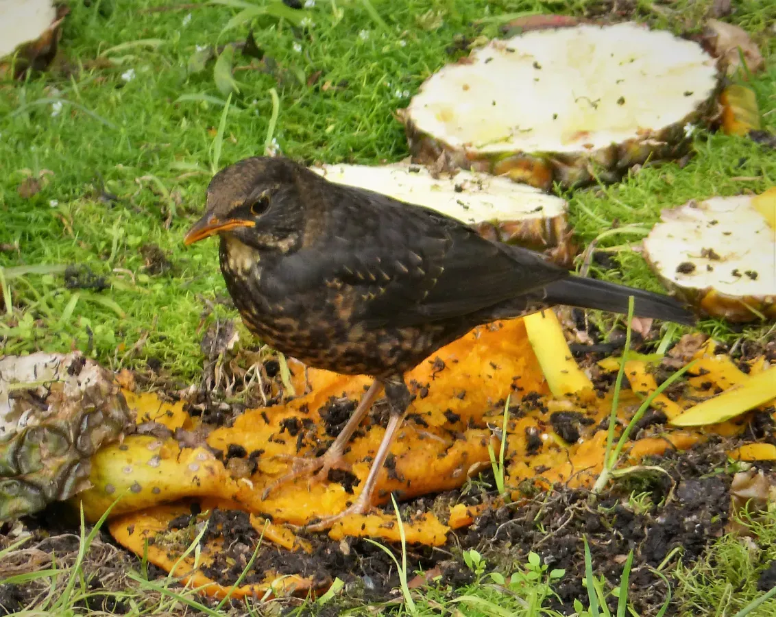File:Island Thrush. Turdus poliocephalus (48815086326).jpg