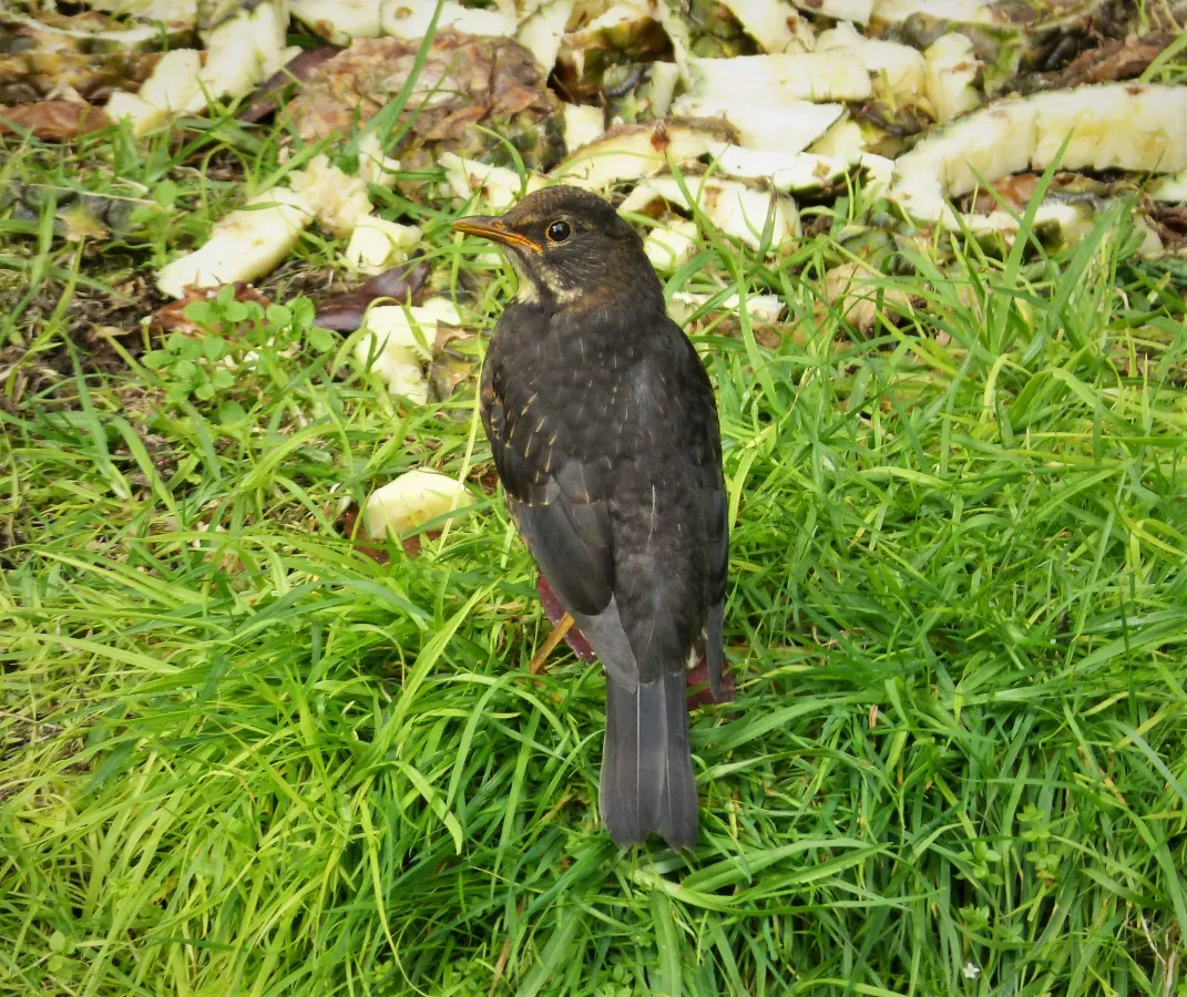 File:Island Thrush. Turdus poliocephalus (48815088586).jpg