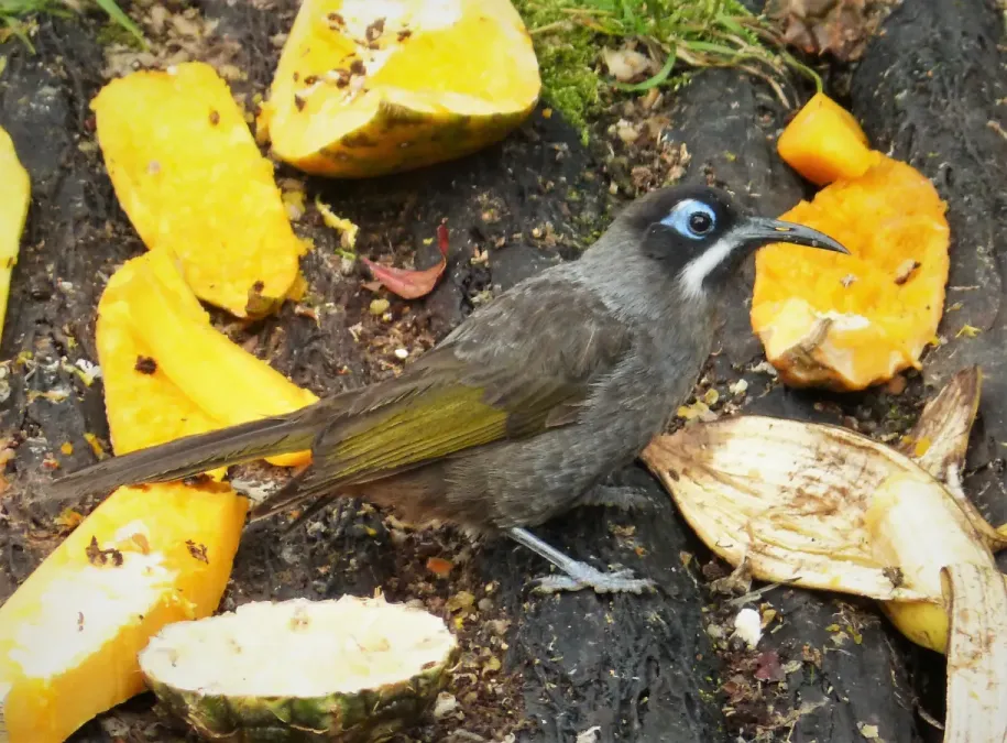 File:Belford's Melidectes. Melidectes belfordi (48754632766).jpg