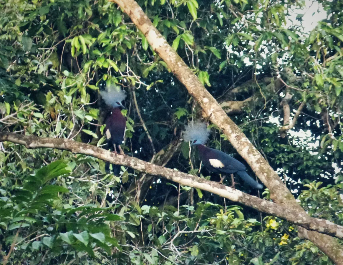 File:Sclater’s Crowned Pigeon Goura sclaterii (48750098312).jpg