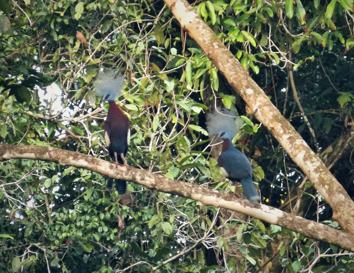 File:Sclater’s Crowned Pigeon Goura sclaterii (48749908111).jpg