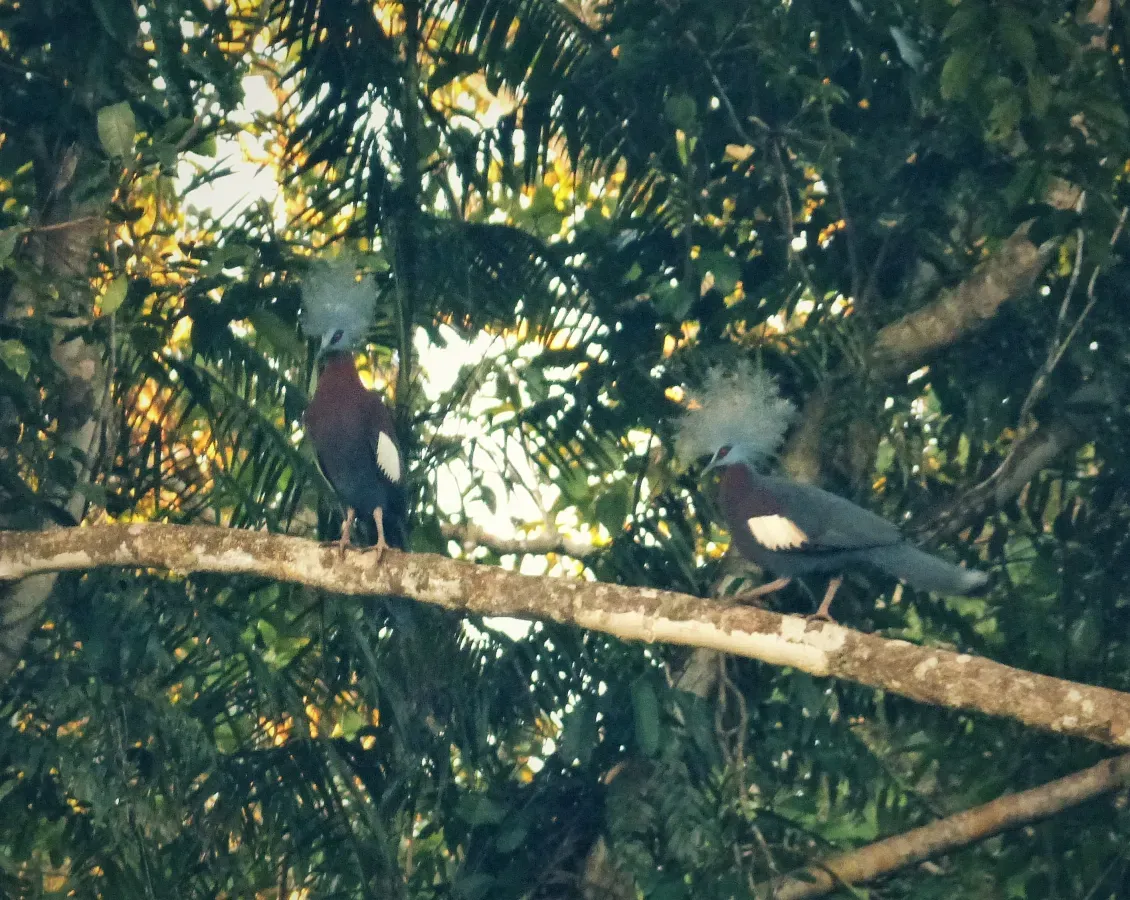 File:Sclater’s Crowned Pigeon Goura sclaterii (48750094867).jpg