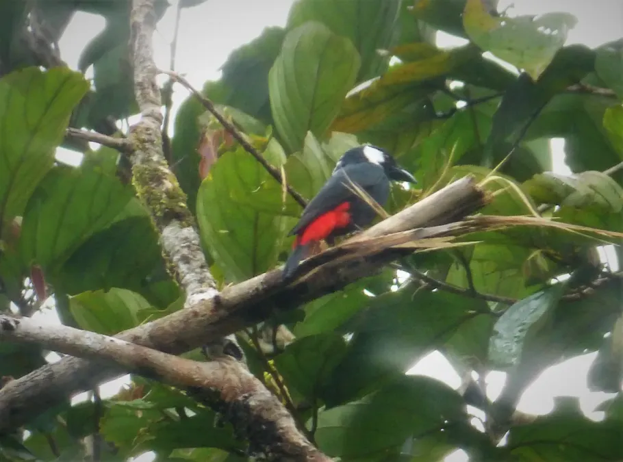 File:Lowland Peltops. Peltops blainvillii (48749889941).jpg