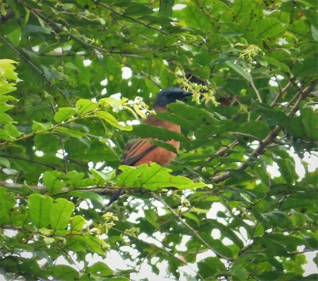 File:Grey-headed Cicadabird. Edolisoma schisticeps (48749894146).jpg