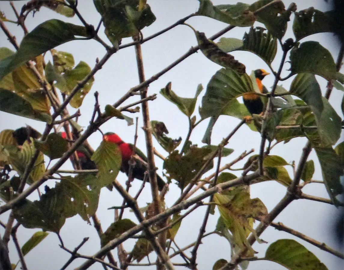 File:Black-capped Lory (Lorius lory) with Golden Mynah (Mino anais) (48750083642).jpg