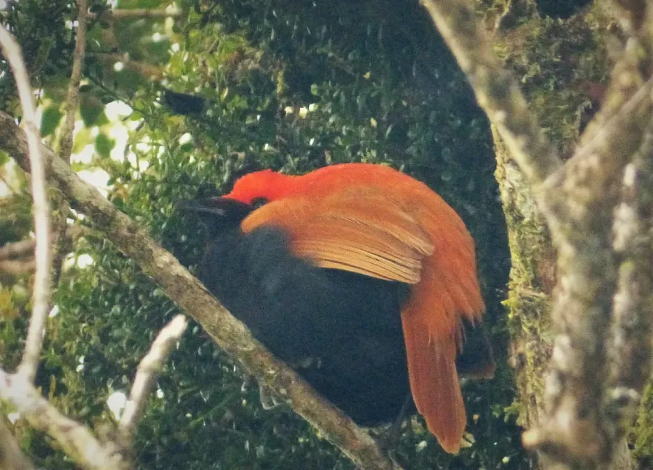 File:Crested Satinbird. Cnemophilus macgregorii (48727214612).jpg