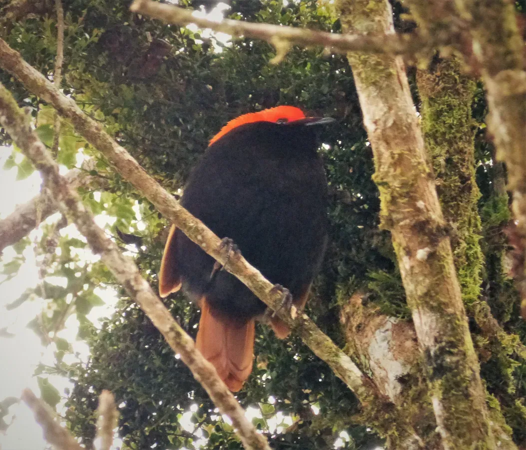 File:Crested Satinbird. Cnemophilus macgregorii (48727216982).jpg