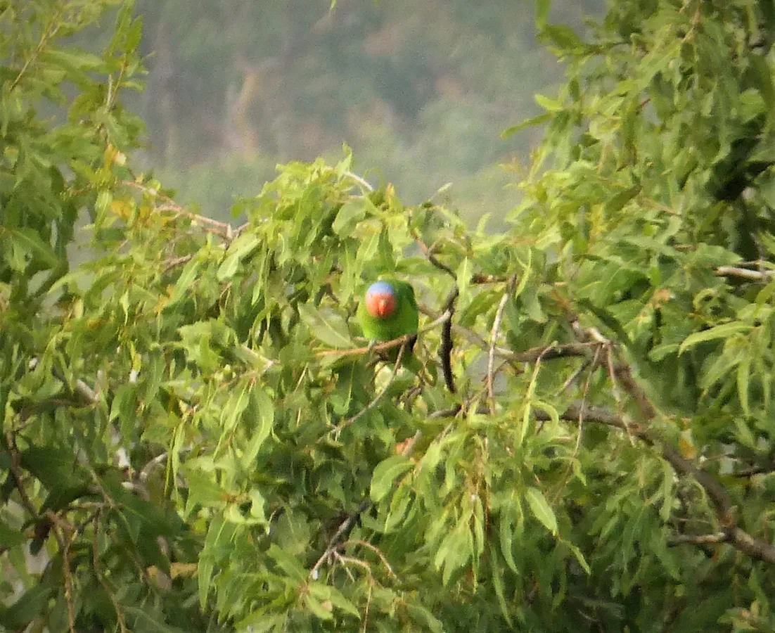 File:Red-cheeked Parrot. Geoffroyus geoffroyi (48722645422).jpg