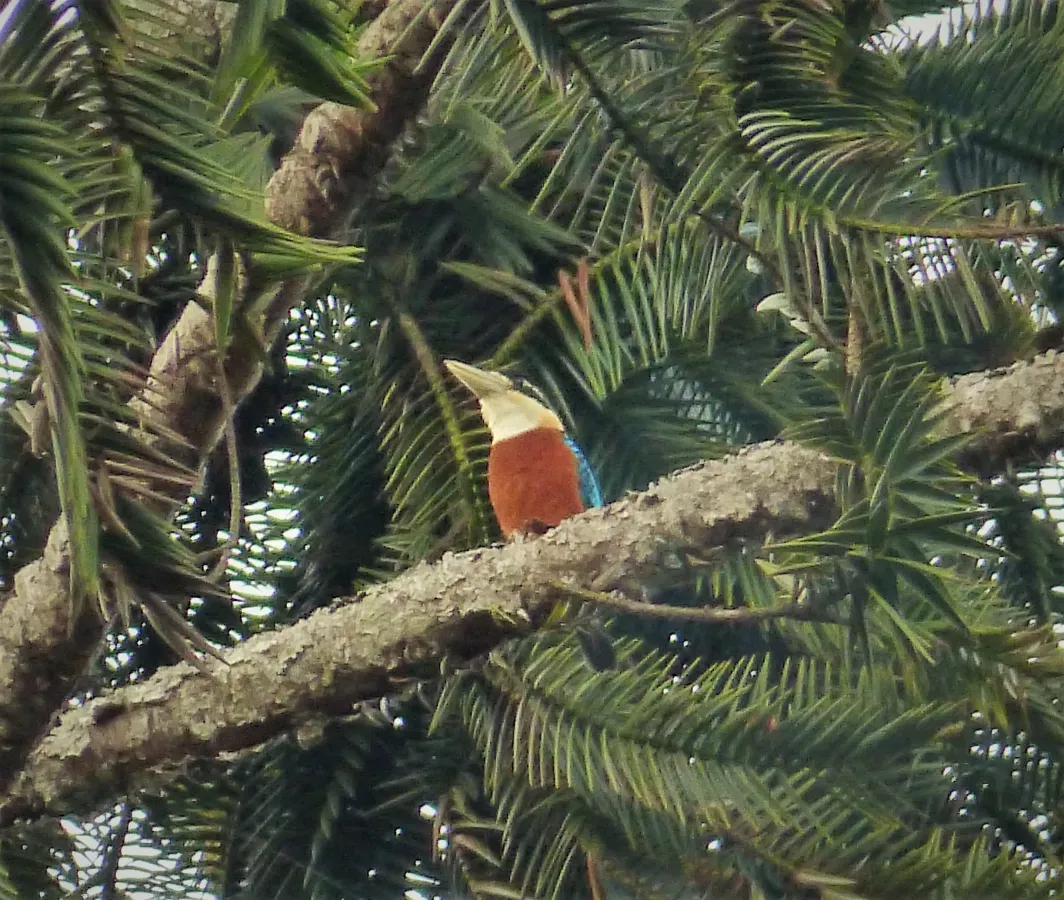 File:Rufous-bellied Kookaburra, Dacelo gaudichaud (48722637207).jpg