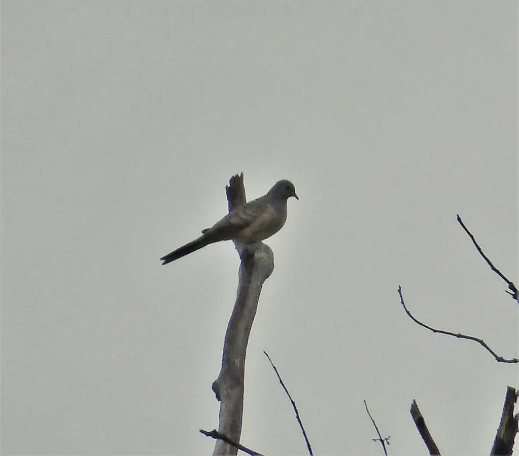 File:Peaceful Dove. Geopelia placida (48722633052).jpg