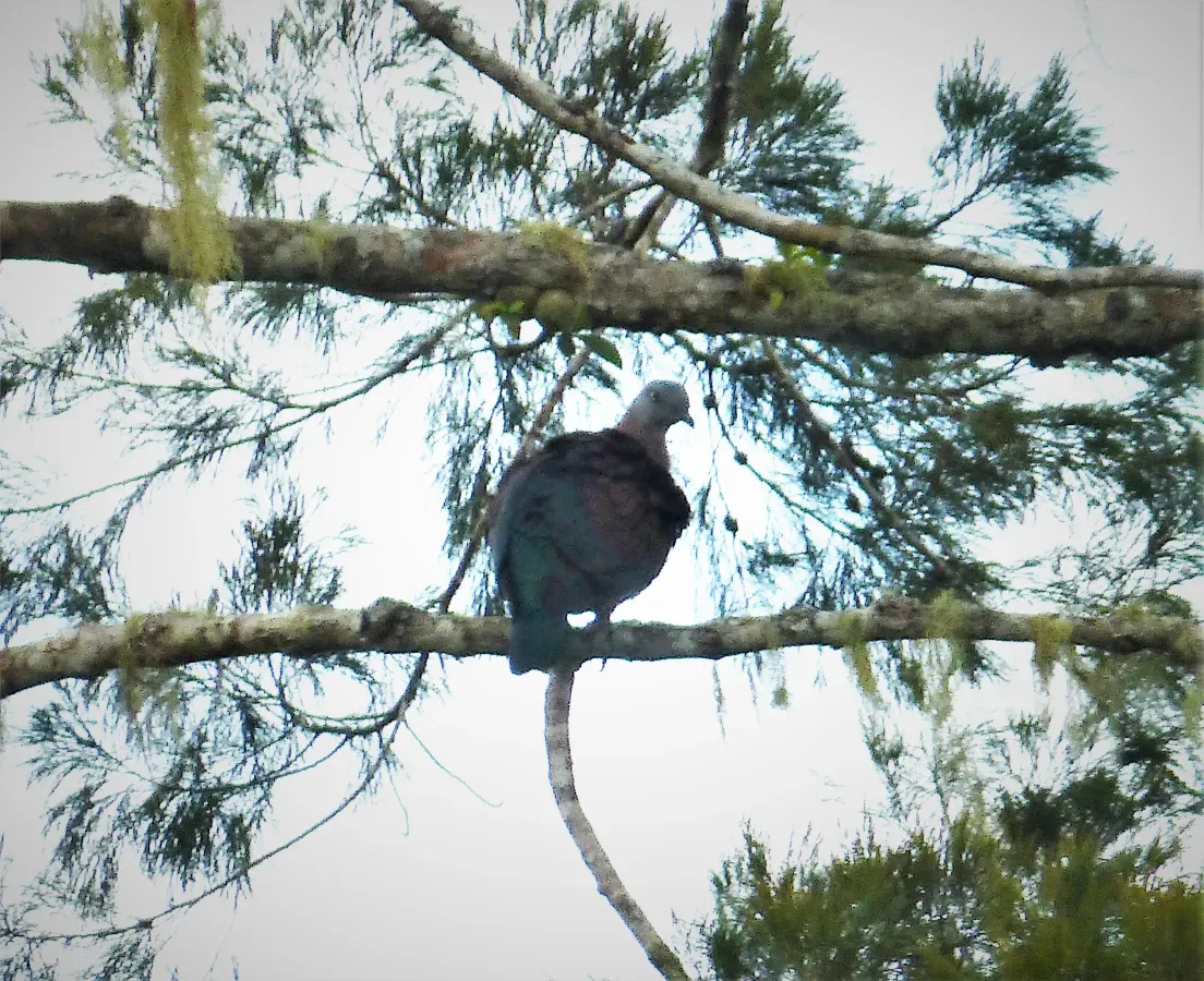 File:Zoe's Imperial Pigeon, Ducula zoeae (48722468616).jpg