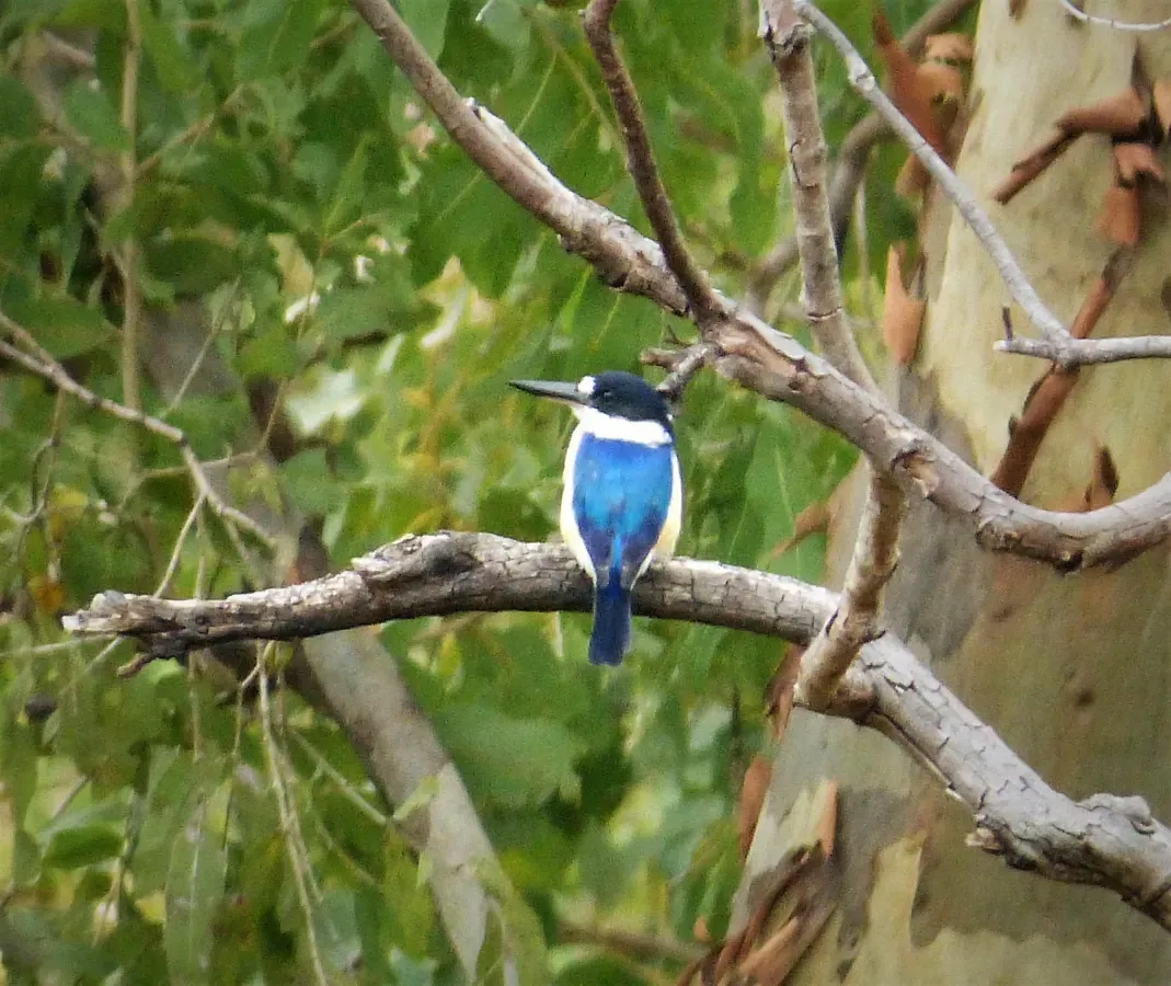 File:Forest Kingfisher. Todiramphus macleayii (48717319987).jpg