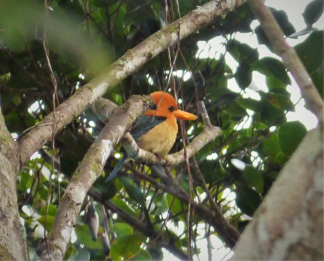 File:Yellow-billed Kingfisher. Syma torotoro (48694003237).jpg