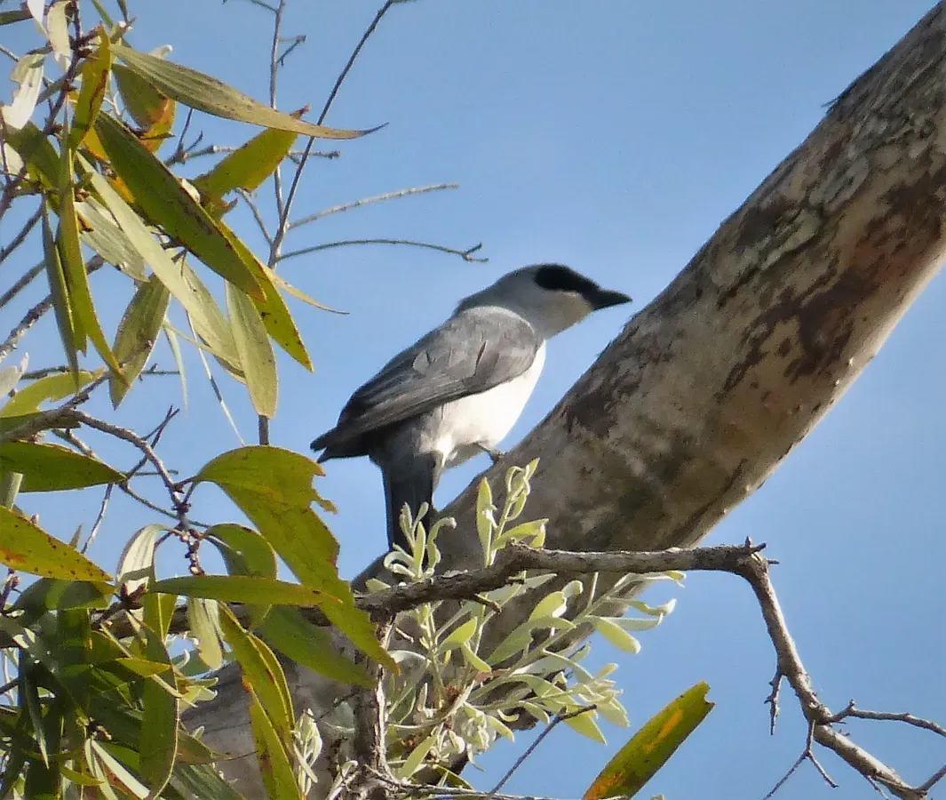File:White-bellied Cuckooshrike. Coracina papuensis (48694010817).jpg