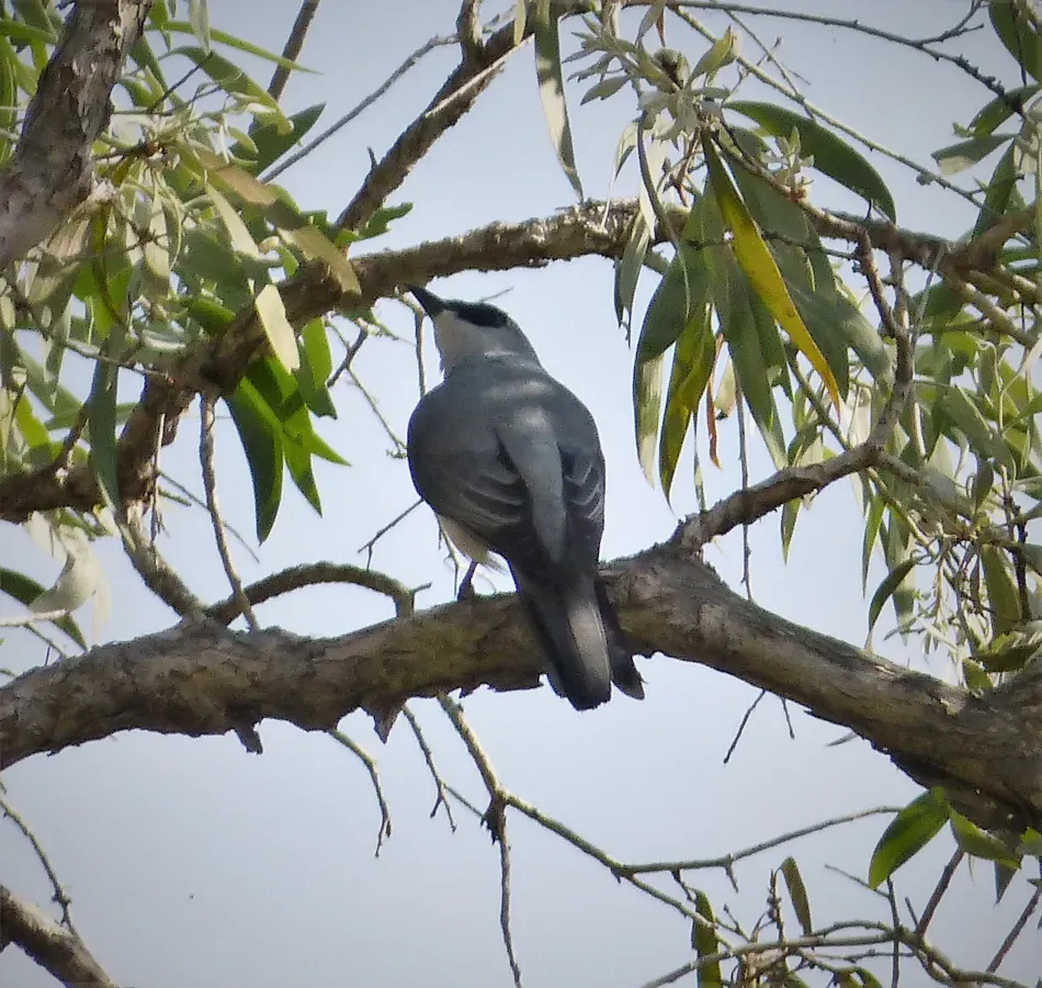 File:White-bellied Cuckooshrike. Coracina papuensis (48694011657).jpg