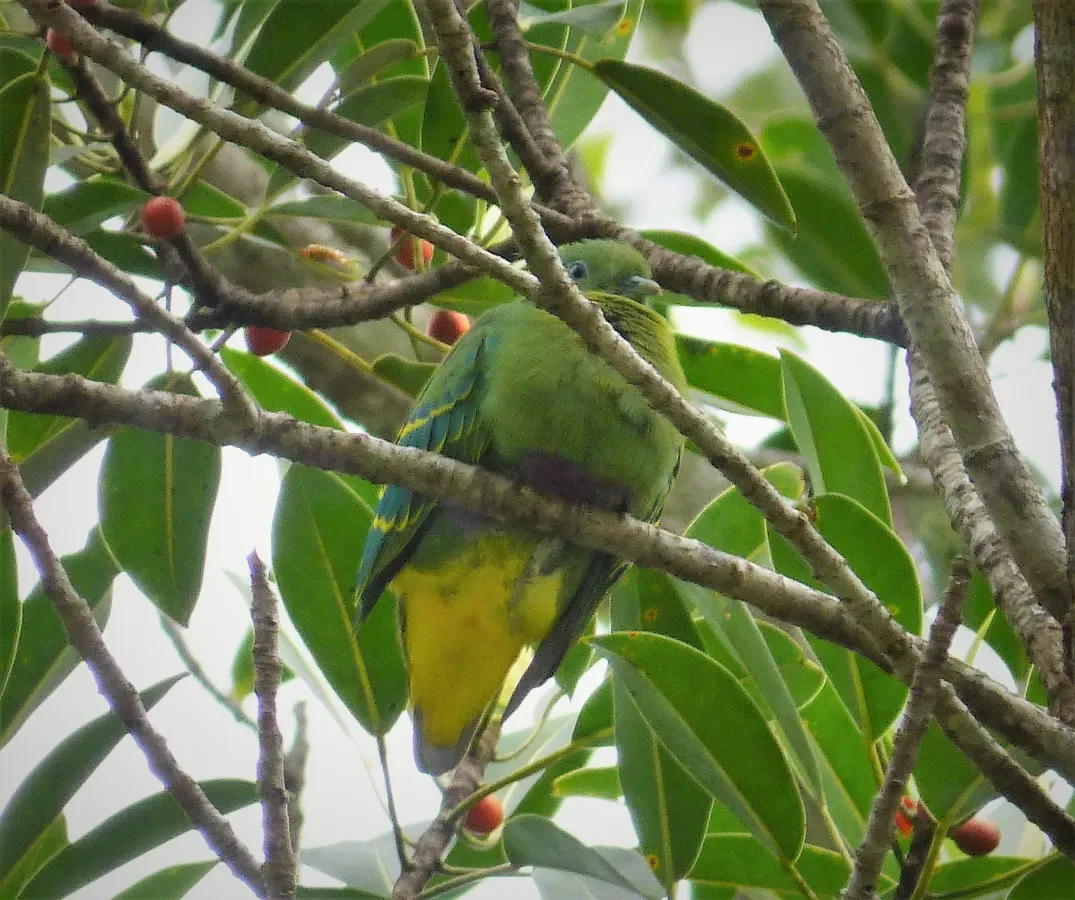 File:Dwarf Fruit Dove. Ptilinopus nainus (48694013797).jpg