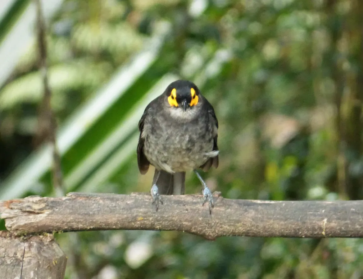File:Common Smoky Honeyeater, Melipotes fumigatus (48677720946).jpg