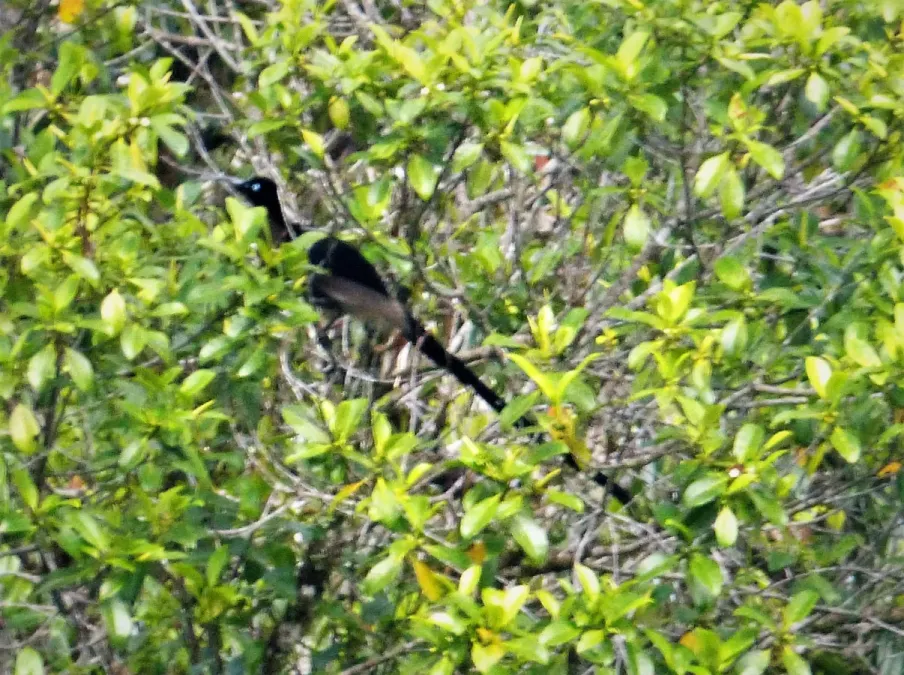 File:Black Sicklebill male. Epimachus fastosus (48670907843).jpg