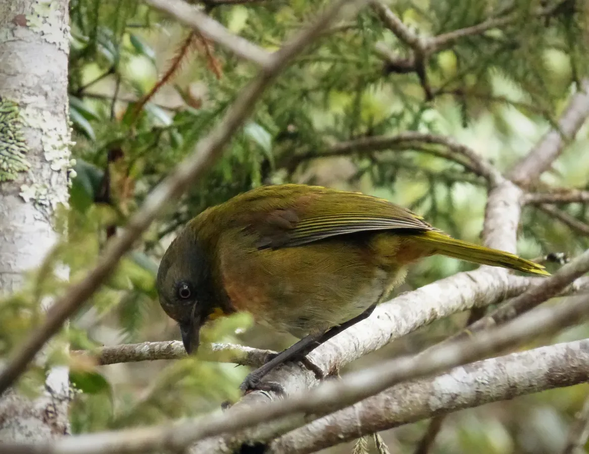 File:Rufous-naped Bellbird. Aleadryas rufinucha (48665909722).jpg