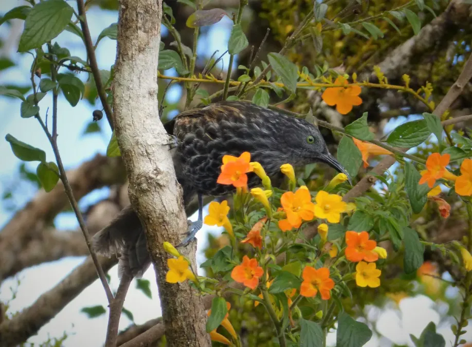 File:Grey-streaked Honeyeater. Ptiloprora perstriata (48665777081).jpg