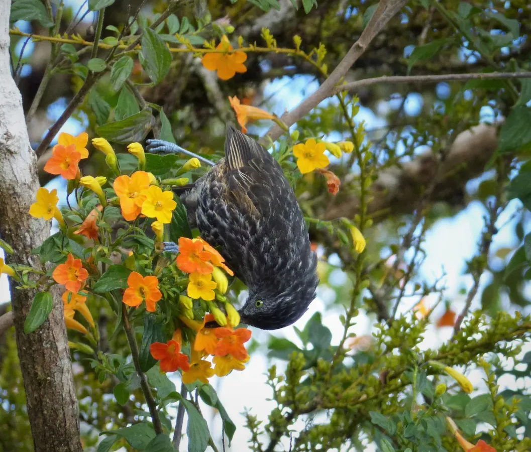 File:Grey-streaked Honeyeater. Ptiloprora perstriata (48665438793).jpg