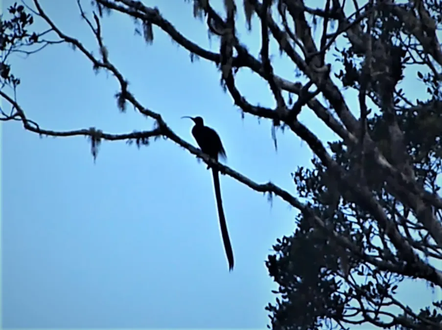 File:Brown Sicklebill male. Epimachus meyeri. (48665944112).jpg