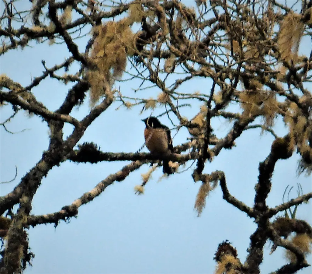 File:King of Saxony Bird of Paradise. Pteridophora alberti (48647545847).jpg