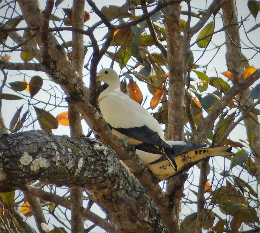 File:Torresian Imperial Pigeon. Ducula spilorrhoa (48641330376).jpg