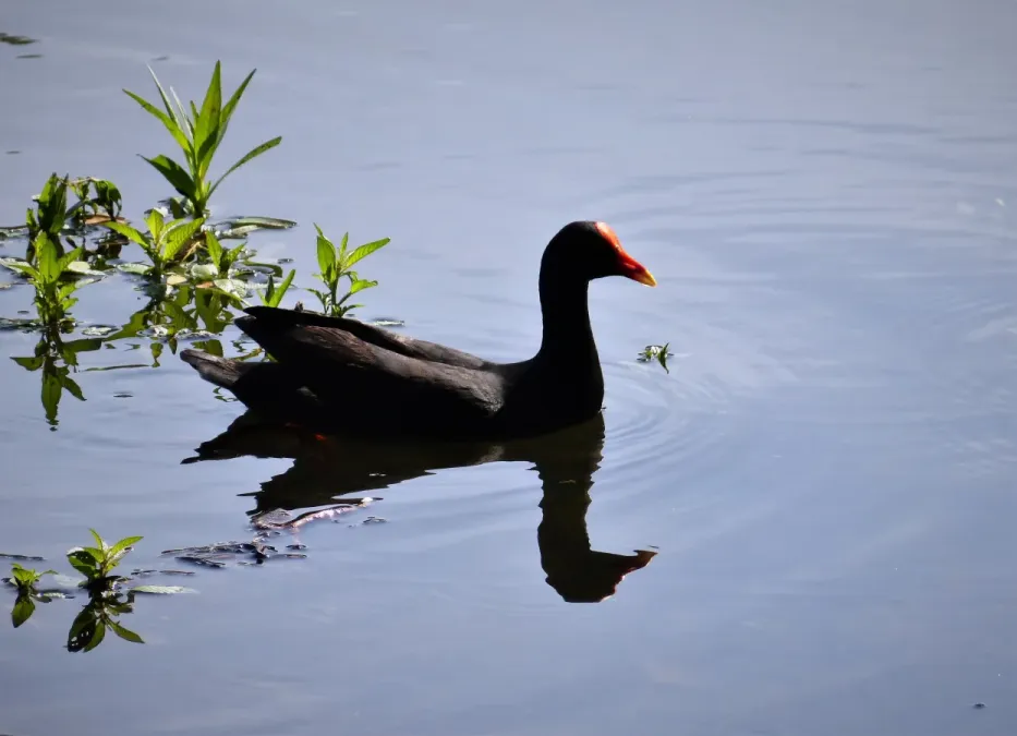 File:Dusky Moorhen. Gallinula tenebrosa (48641331756).jpg