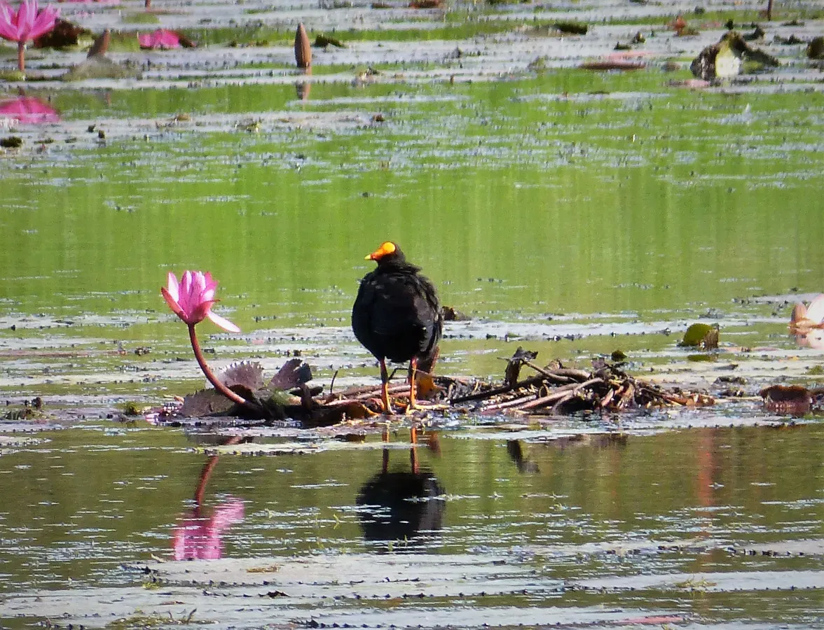File:Dusky Moorhen. Gallinula tenebrosa (48641332576).jpg