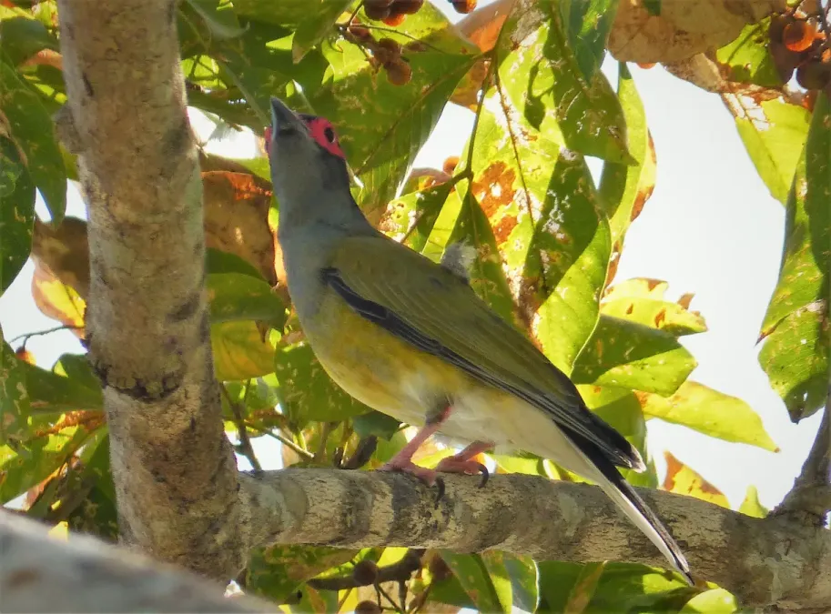 File:Australasian Figbird. Sphecotheres vieilloti , male (48623361443).jpg