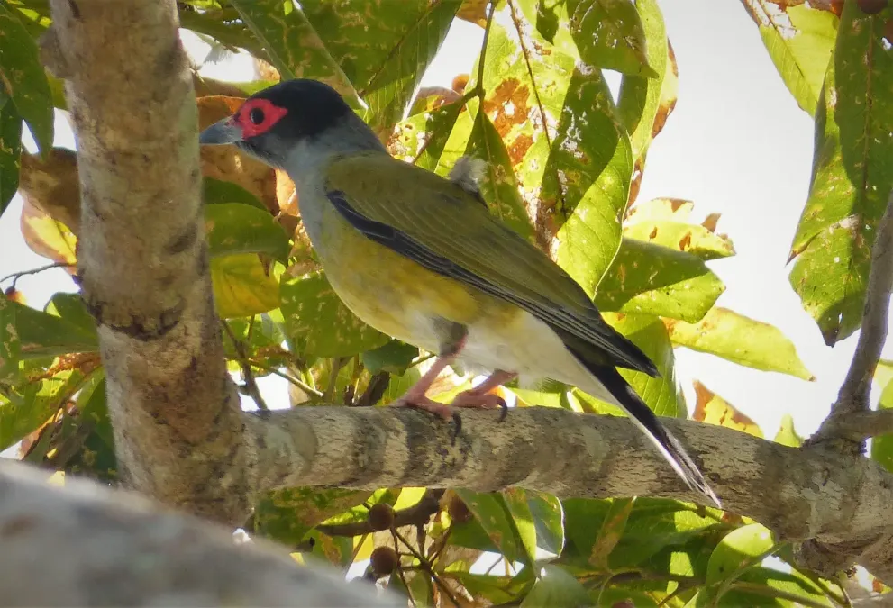 File:Australasian Figbird. Sphecotheres vieilloti , male (48623864657).jpg