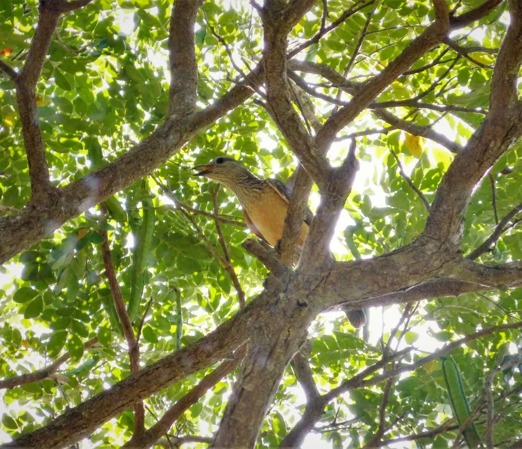 File:Fawn-breasted Bowerbird. Chlamydera cerviniventris (48623370588).jpg