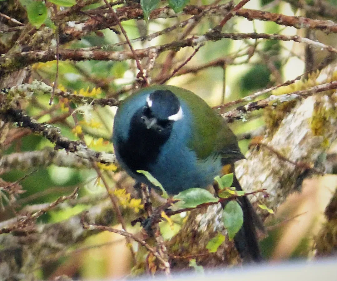 File:Eastern Crested Berrypecker. (Paramythia montium) (4)b (48616099093).jpg