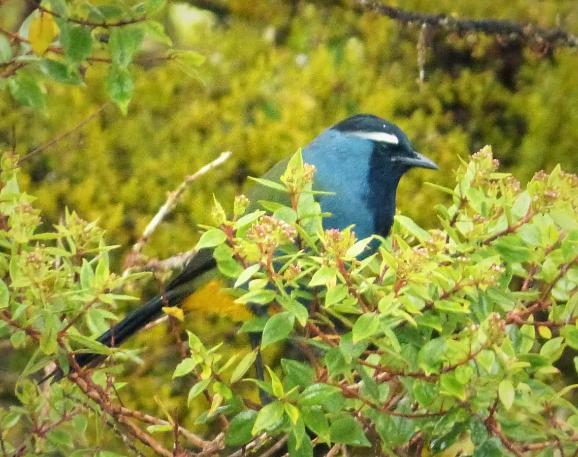 File:Eastern Crested Berrypecker. (Paramythia montium) (48616450796).jpg