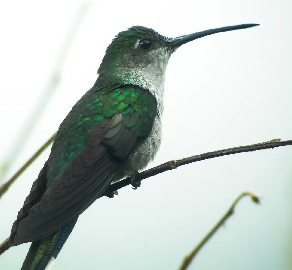 File:Campylopterus largipennis 2.jpg