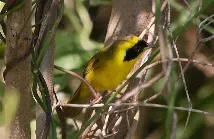 File:Altamira Yellowthroat (Geothlypis flavovelata) male (cropped).jpg