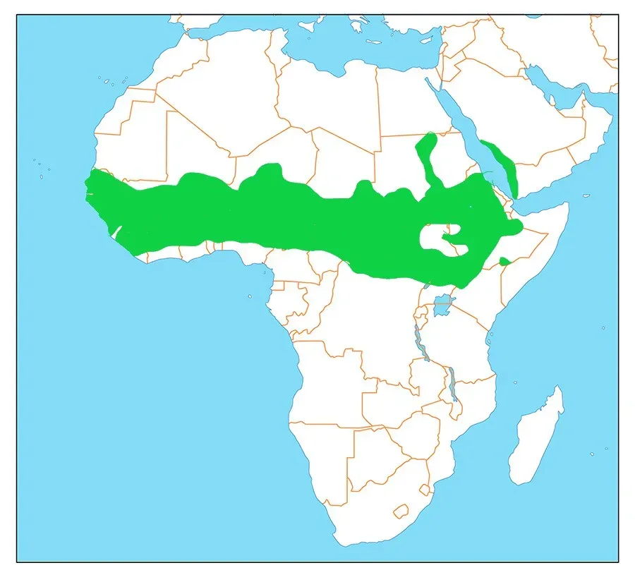 File:Coracias abyssinicus dist.jpg
