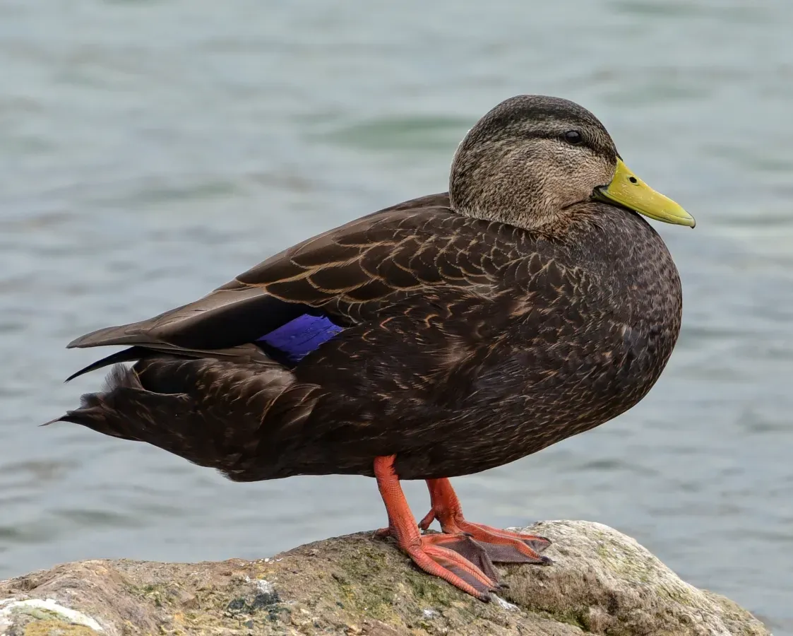 File:Anas rubripes m Humber Bay Toronto.jpg